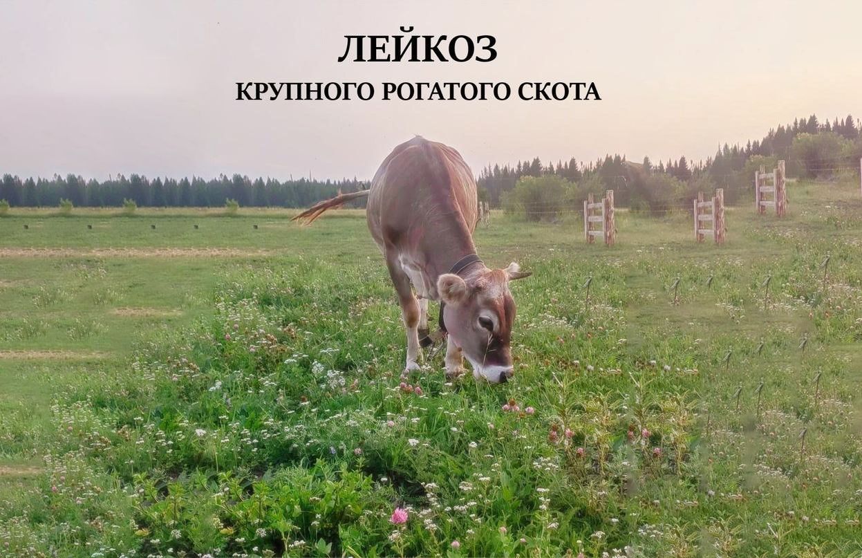 Лейкоз крупного рогатого скота